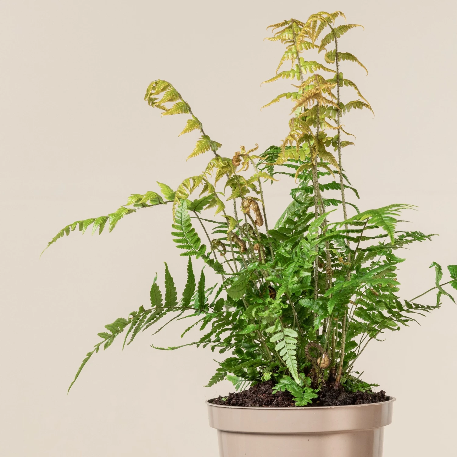 Dryopteris Wallichiana ‘Jurassic Gold’ - Image 2