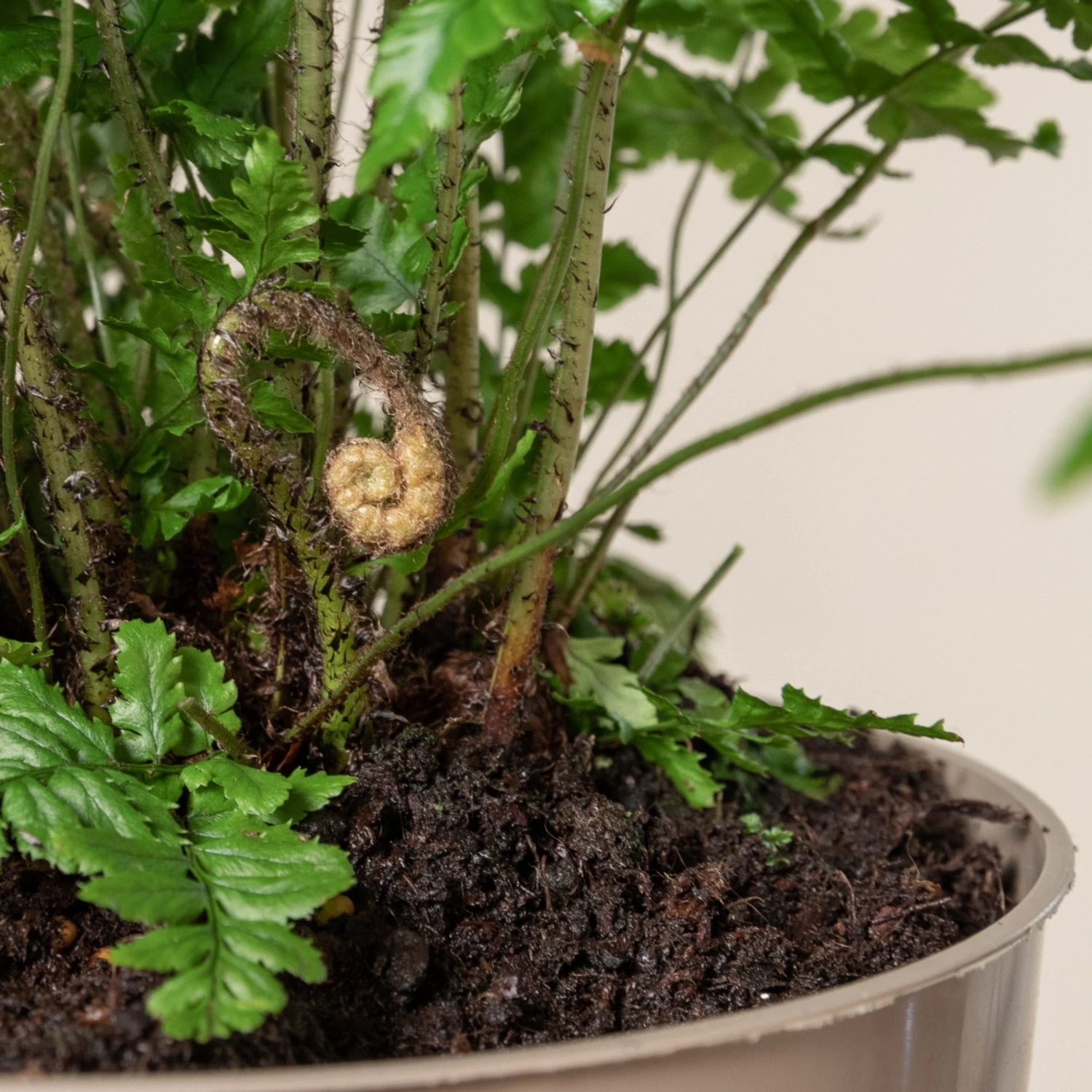 Dryopteris Wallichiana ‘Jurassic Gold’ - Image 3