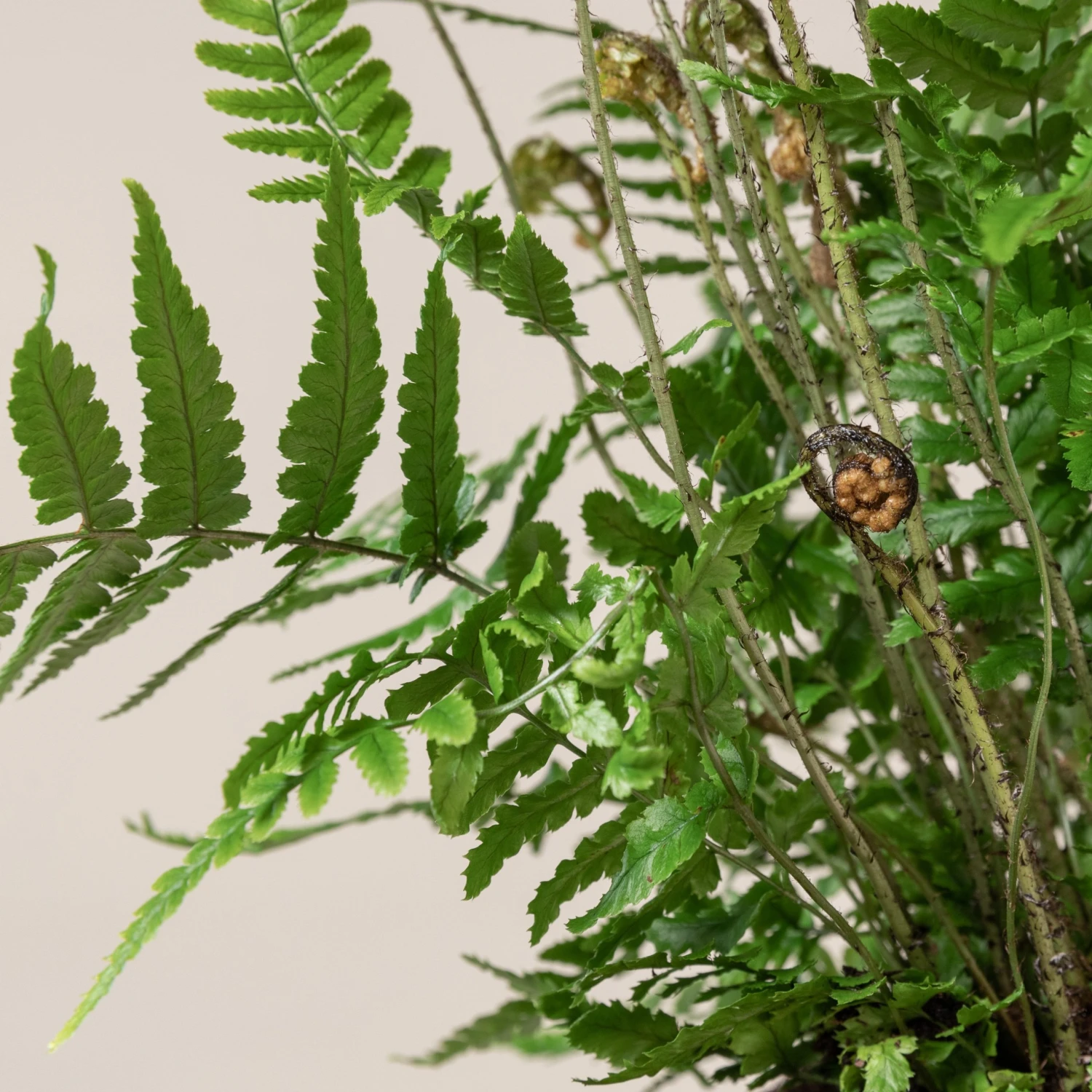 Dryopteris Wallichiana ‘Jurassic Gold’ - Image 4