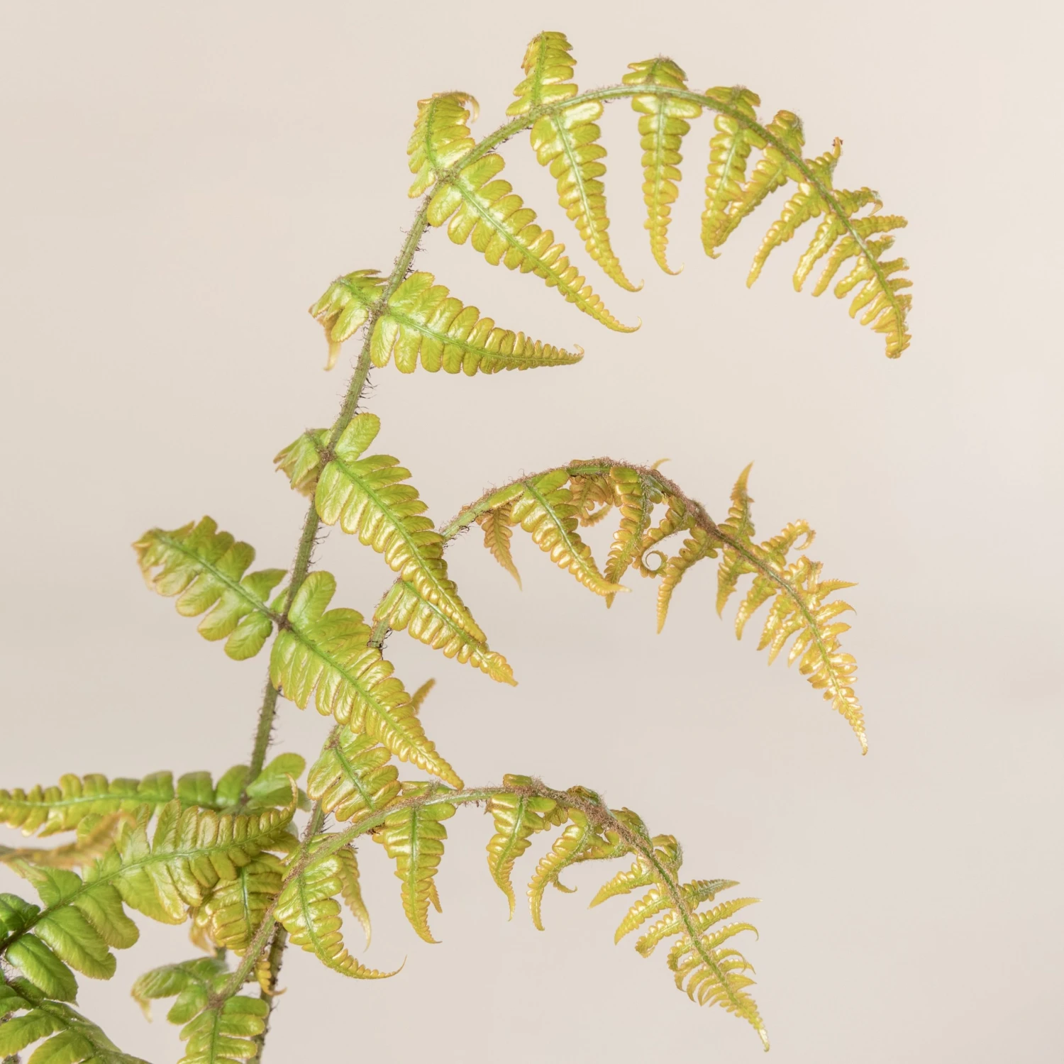 Dryopteris Wallichiana ‘Jurassic Gold’ - Image 5
