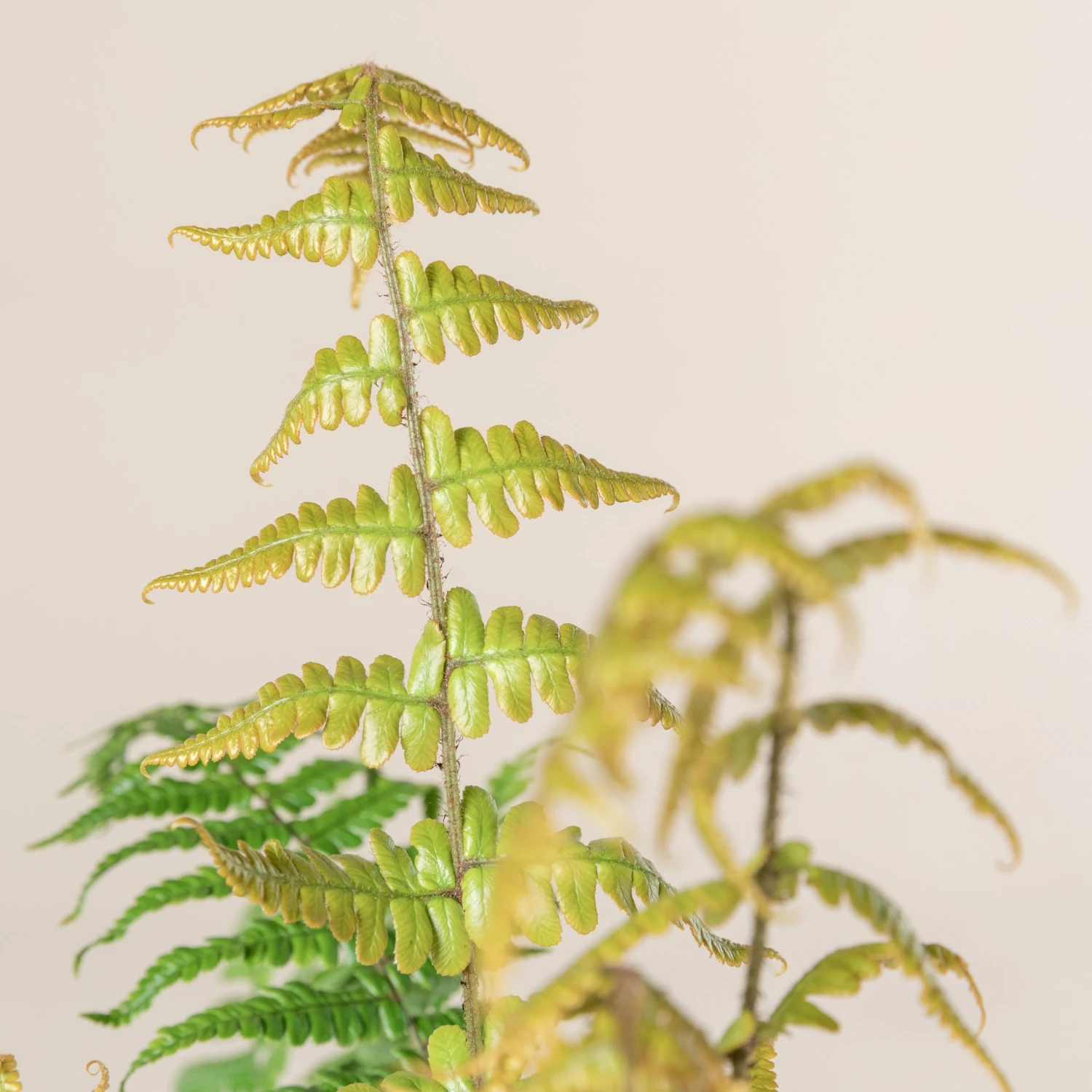 Dryopteris Wallichiana ‘Jurassic Gold’ - Image 6