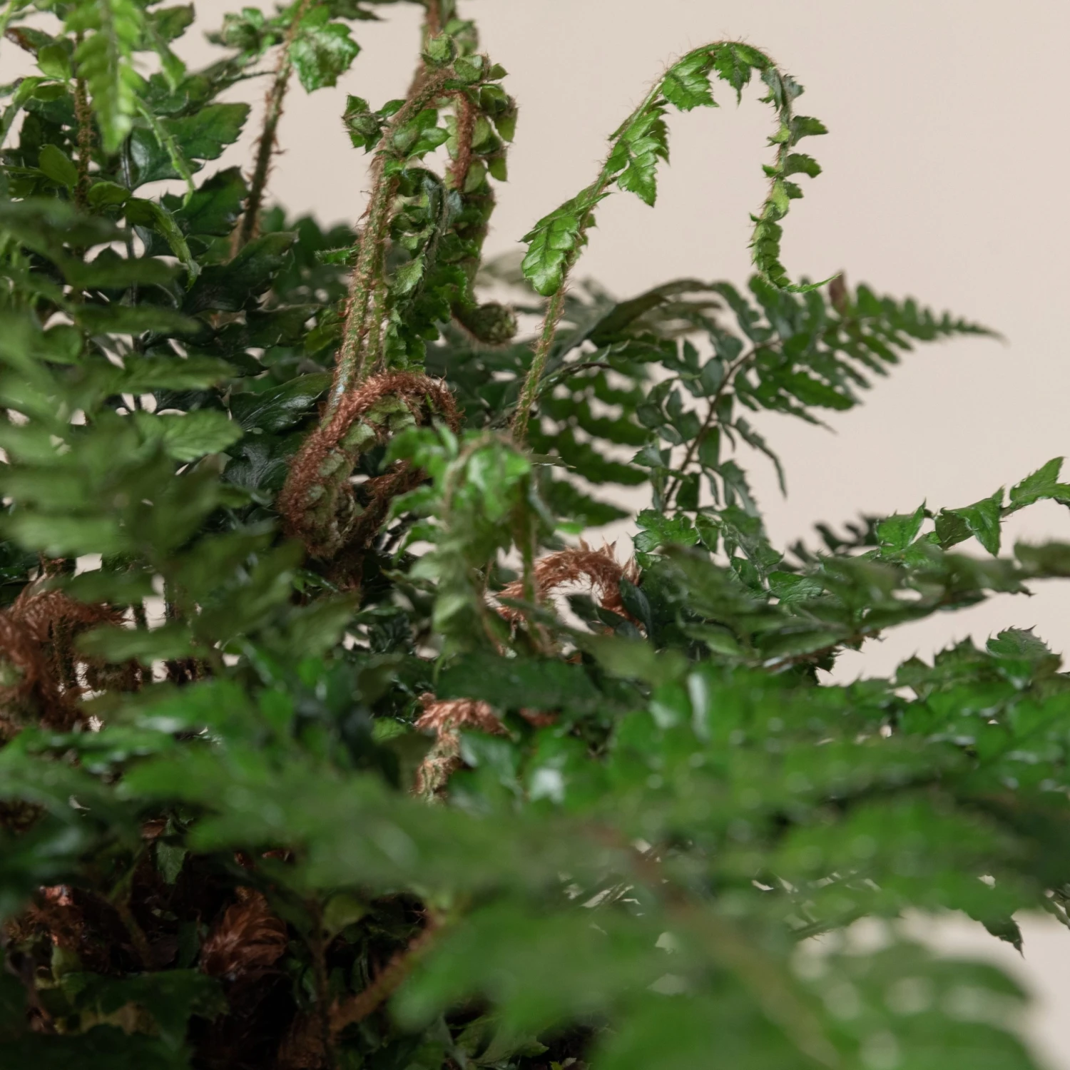 Polystichum Makinoi - Image 2