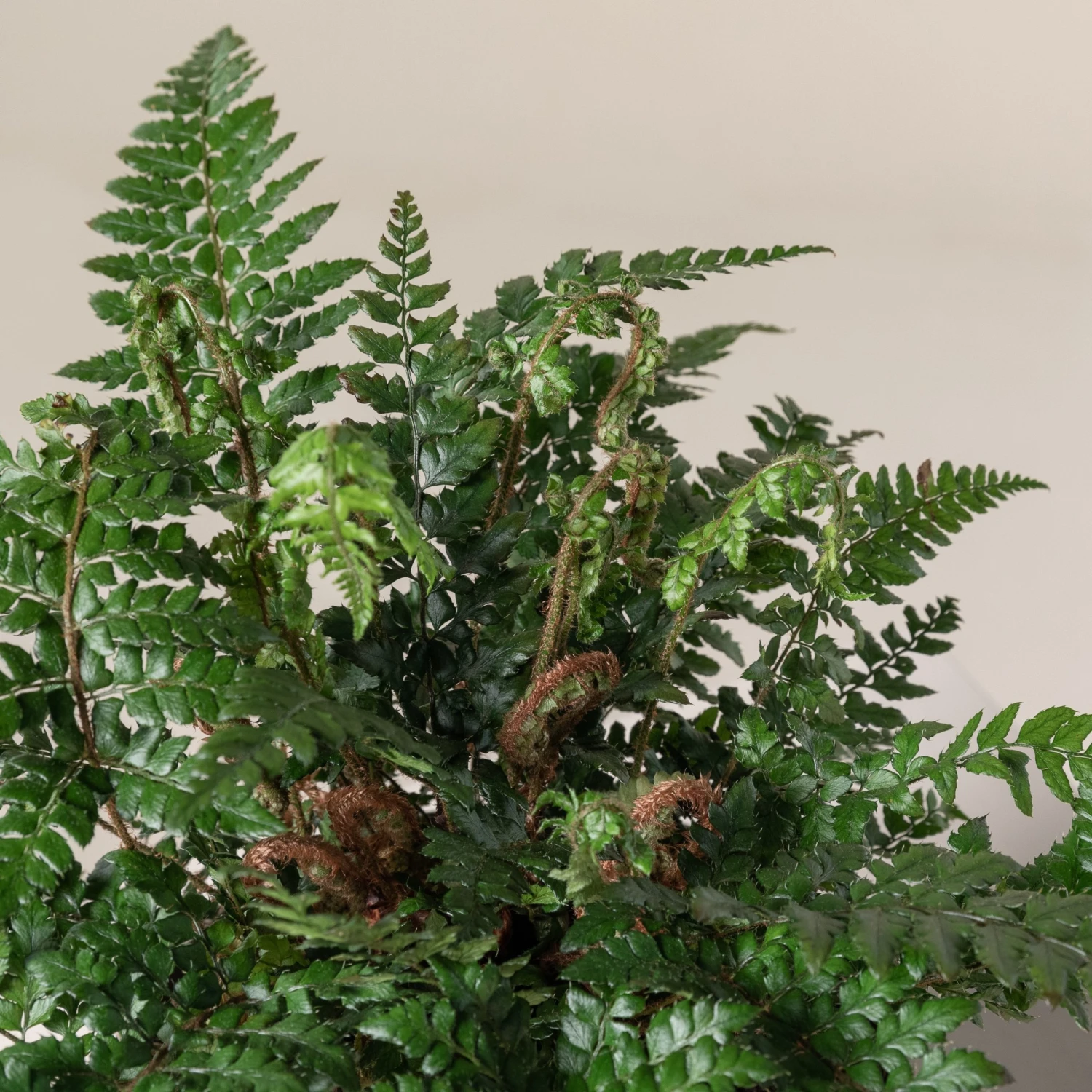 Polystichum Makinoi - Image 4