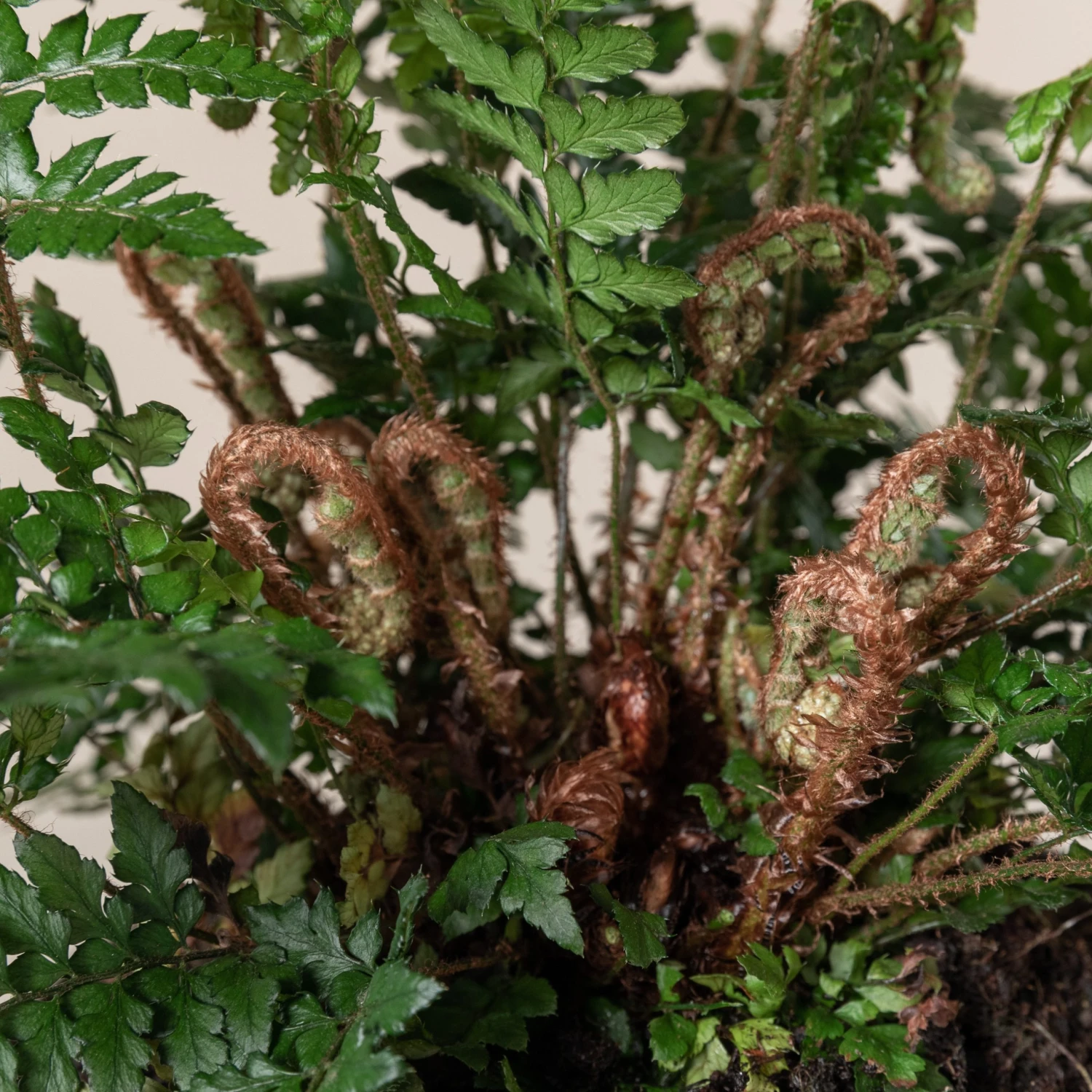 Polystichum Makinoi - Image 3