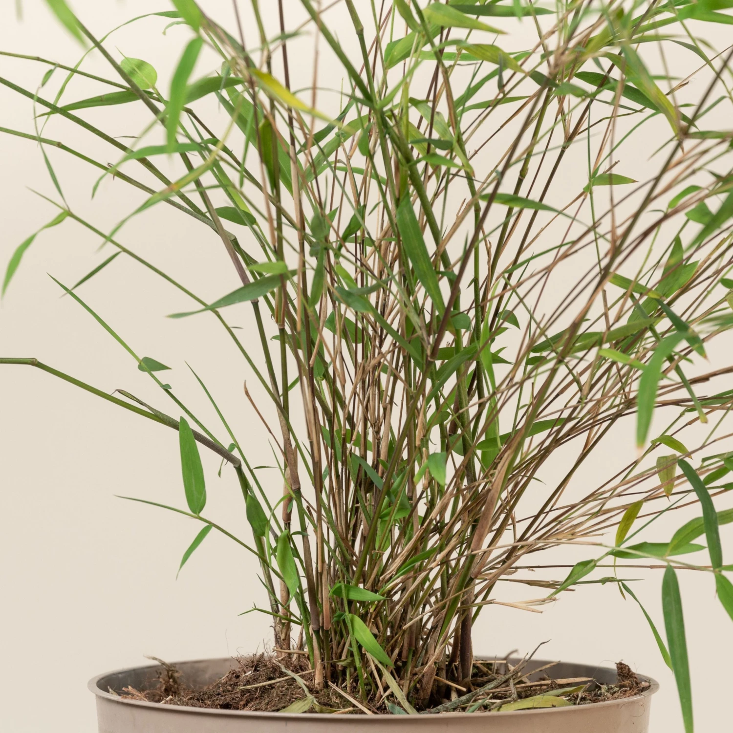 Fargesia Angustissima - Image 4