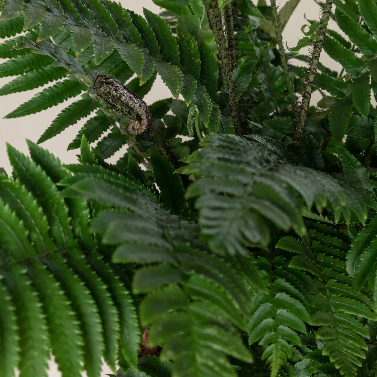 Dryopteris Atrata - Image 2