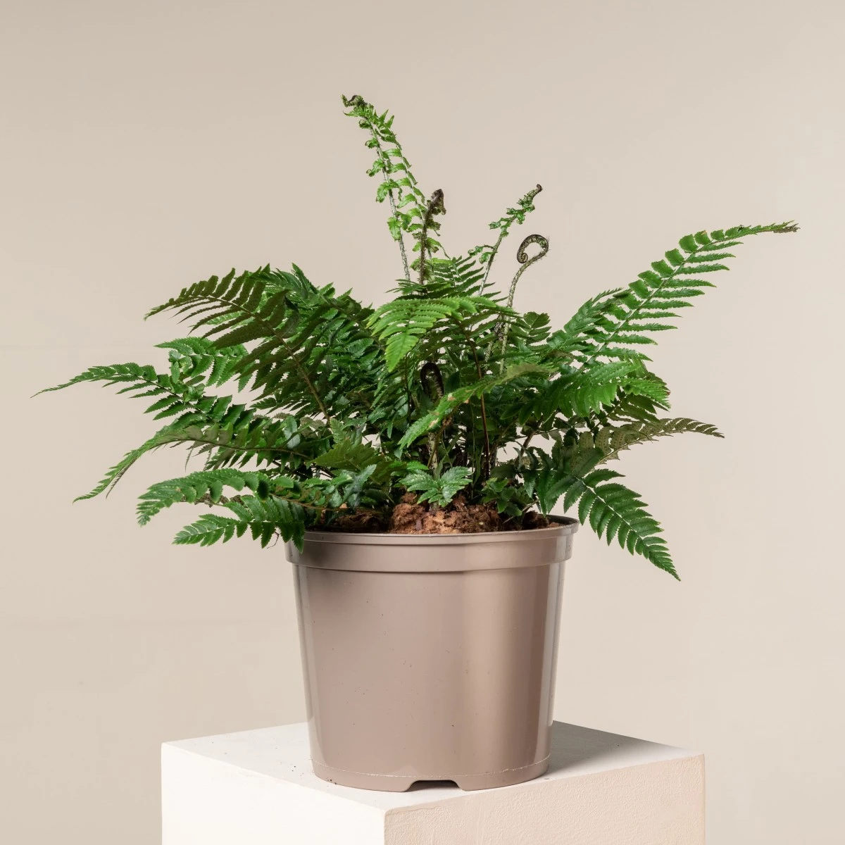 Dryopteris Atrata - Image 3