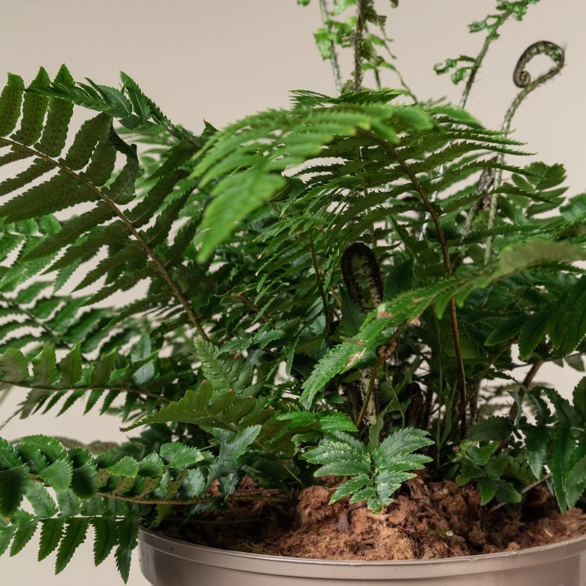 Dryopteris Atrata - Image 4