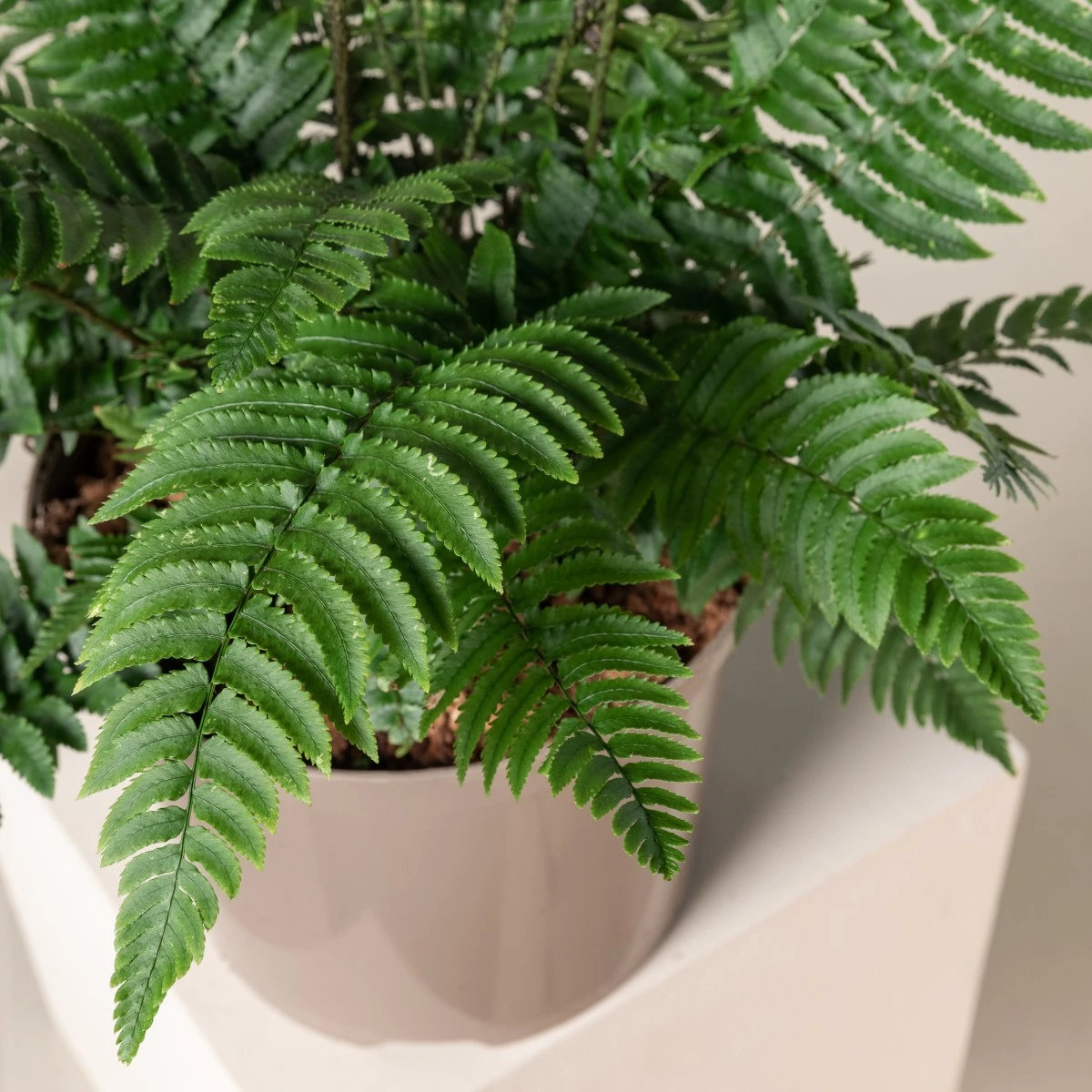 Dryopteris Atrata - Image 5