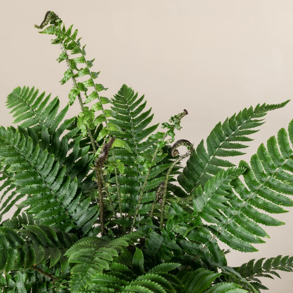 Dryopteris Atrata - Image 6