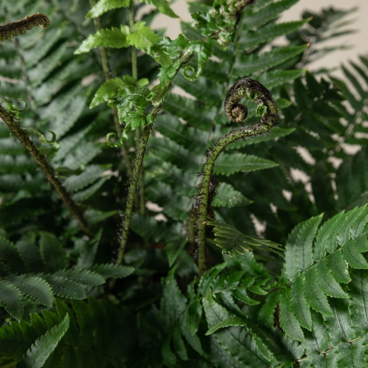 Dryopteris Atrata - Image 7
