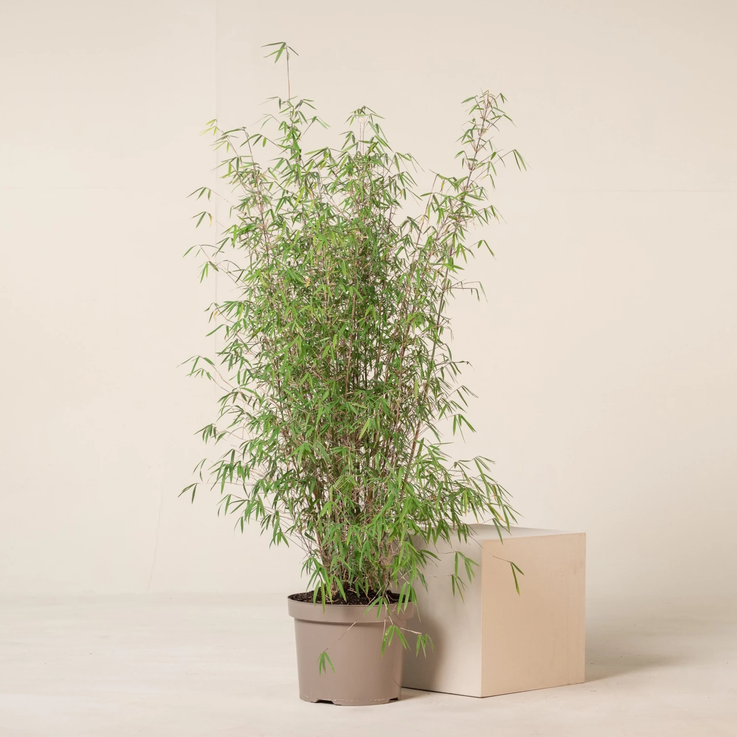 Fargesia Angustissima - Image 5