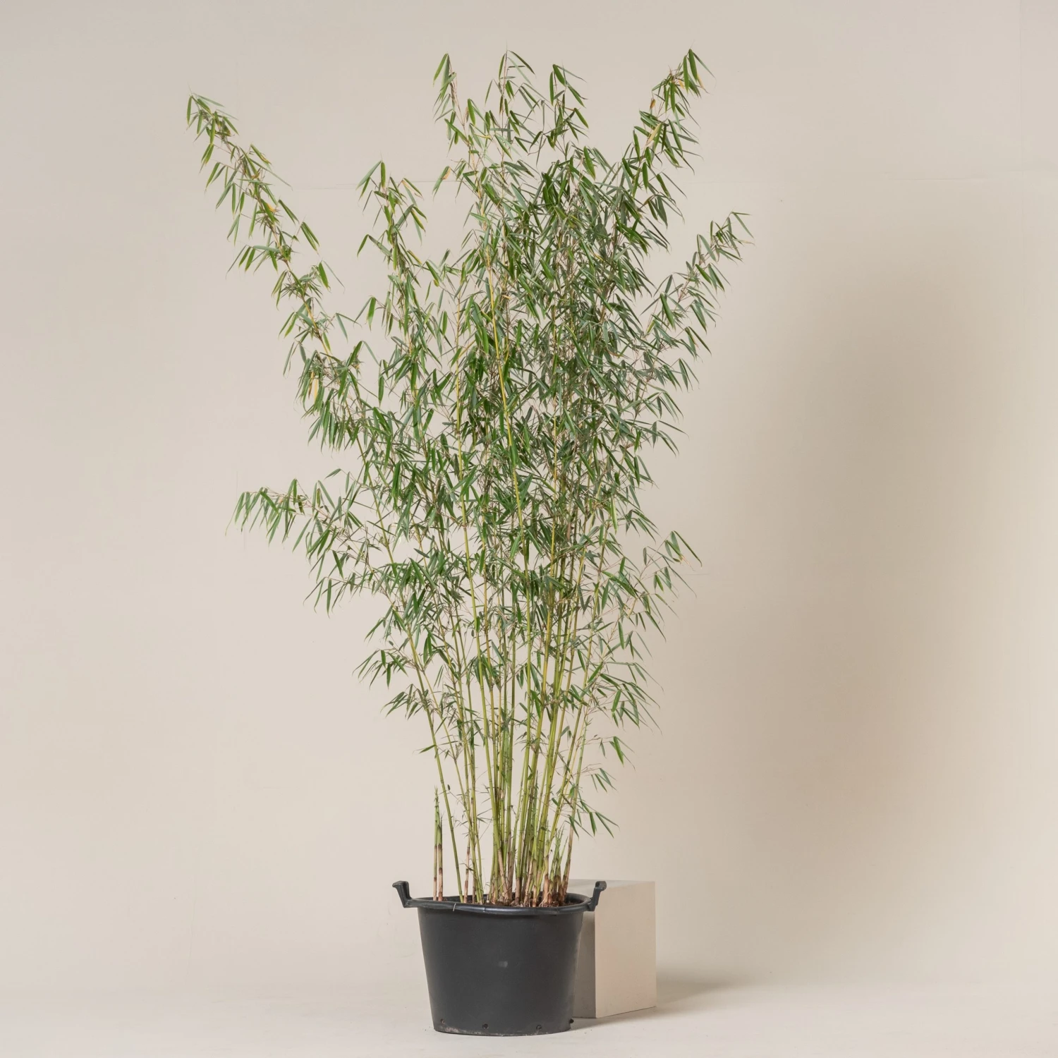 Fargesia Robusta ‘Campbell’ - Image 2