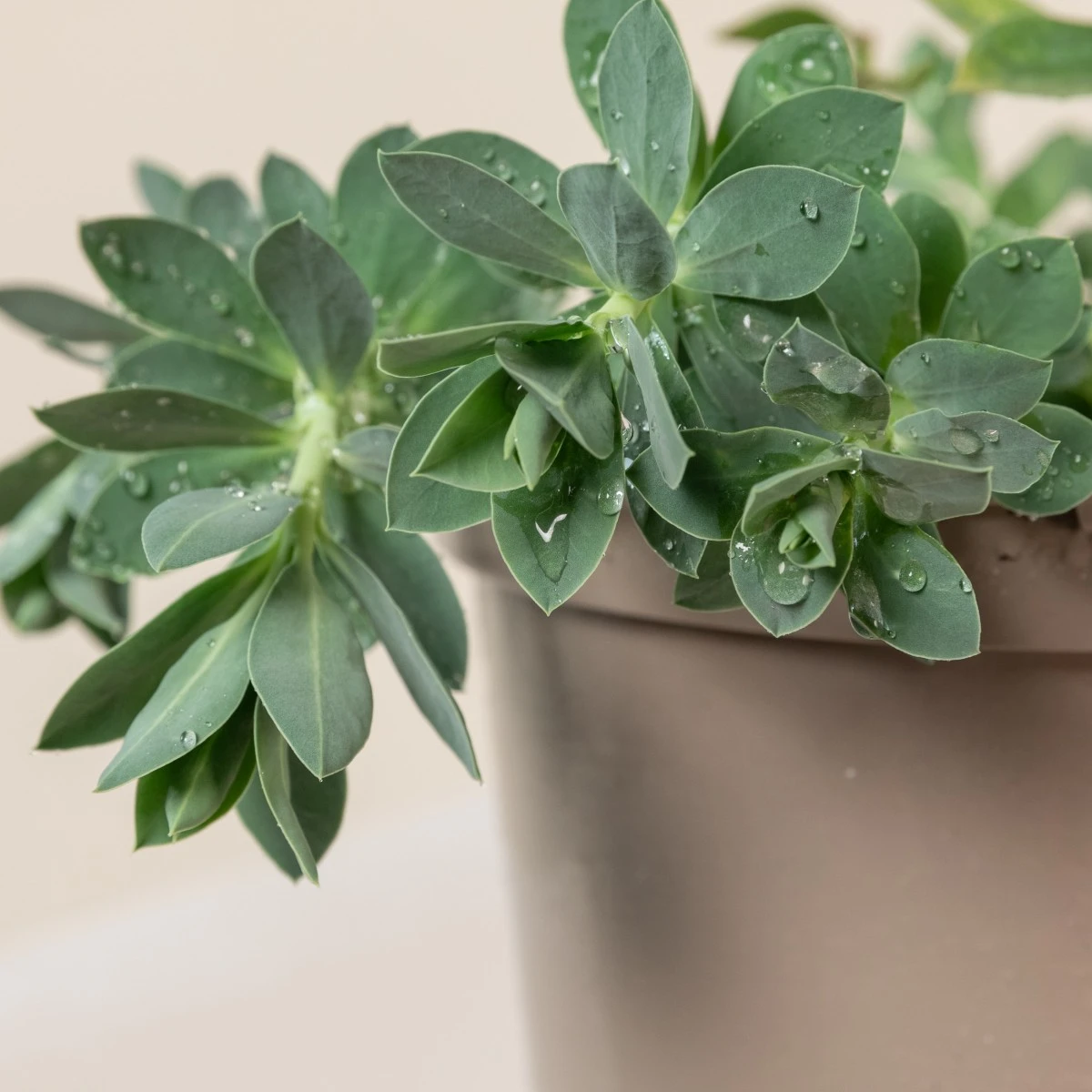 Euphorbia Myrsinites