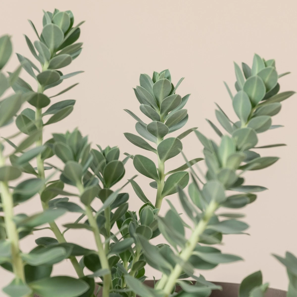 Euphorbia Myrsinites - Image 2