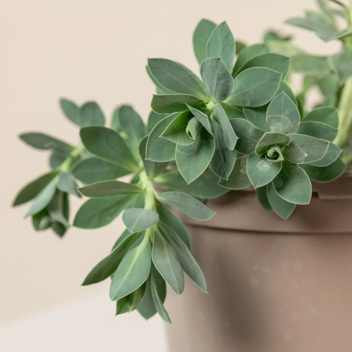 Euphorbia Myrsinites - Image 4