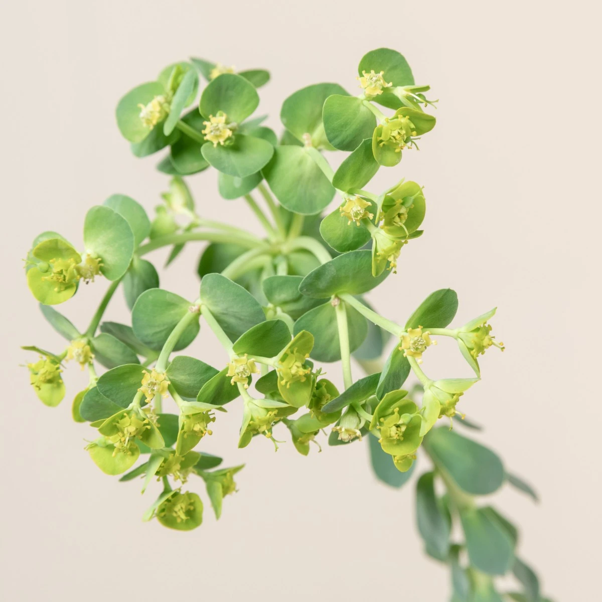 Euphorbia Myrsinites - Image 5