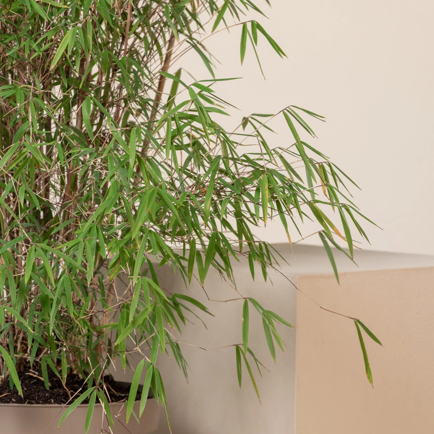 Fargesia Angustissima - Image 6