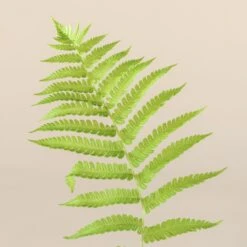 Matteuccia Struthiopteris