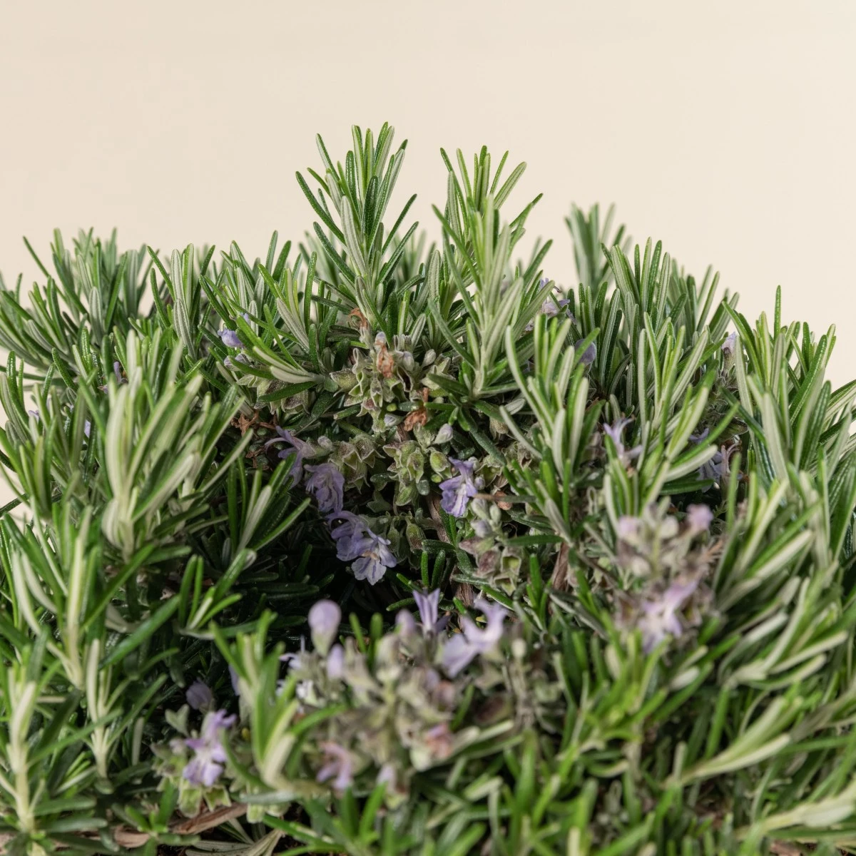 Salvia Rosmarinus ‘Prostratus’ - Image 2