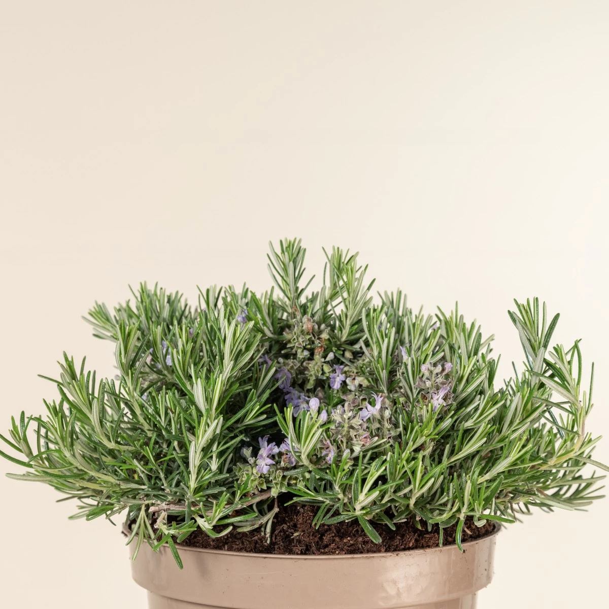 Salvia Rosmarinus ‘Prostratus’ - Image 3