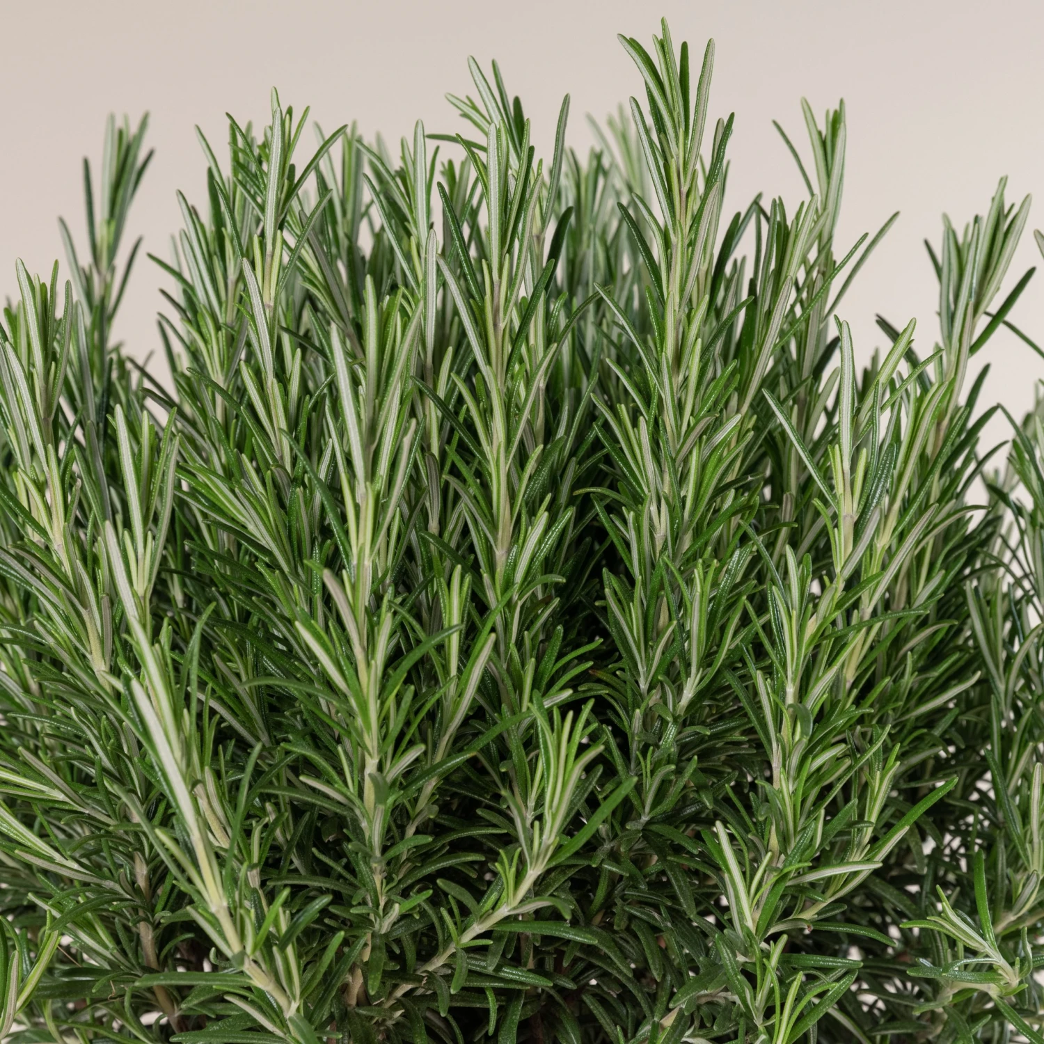 Salvia Rosmarinus - Image 2