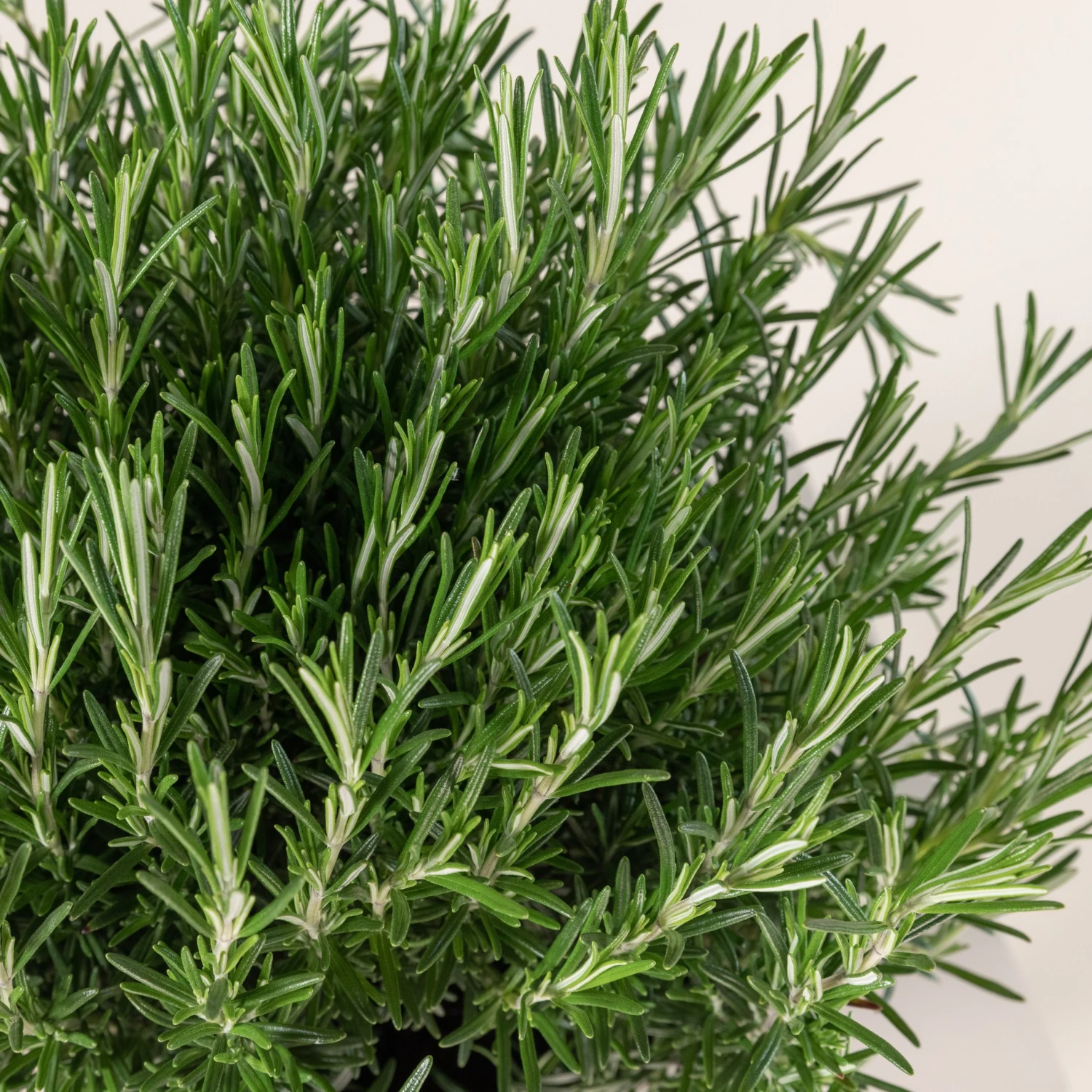 Salvia Rosmarinus - Image 3