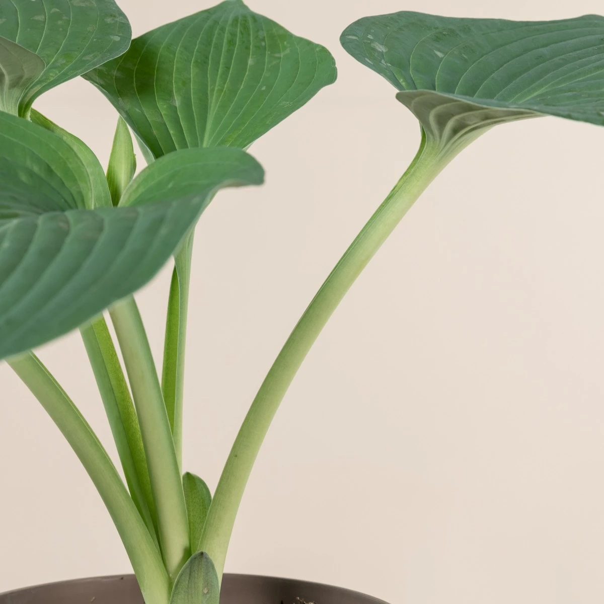 Hosta Sieboldiana ‘Elegans’ - Image 2