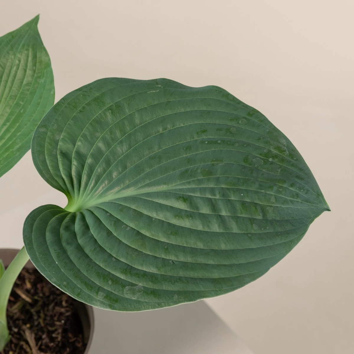 Hosta Sieboldiana ‘Elegans’ - Image 3