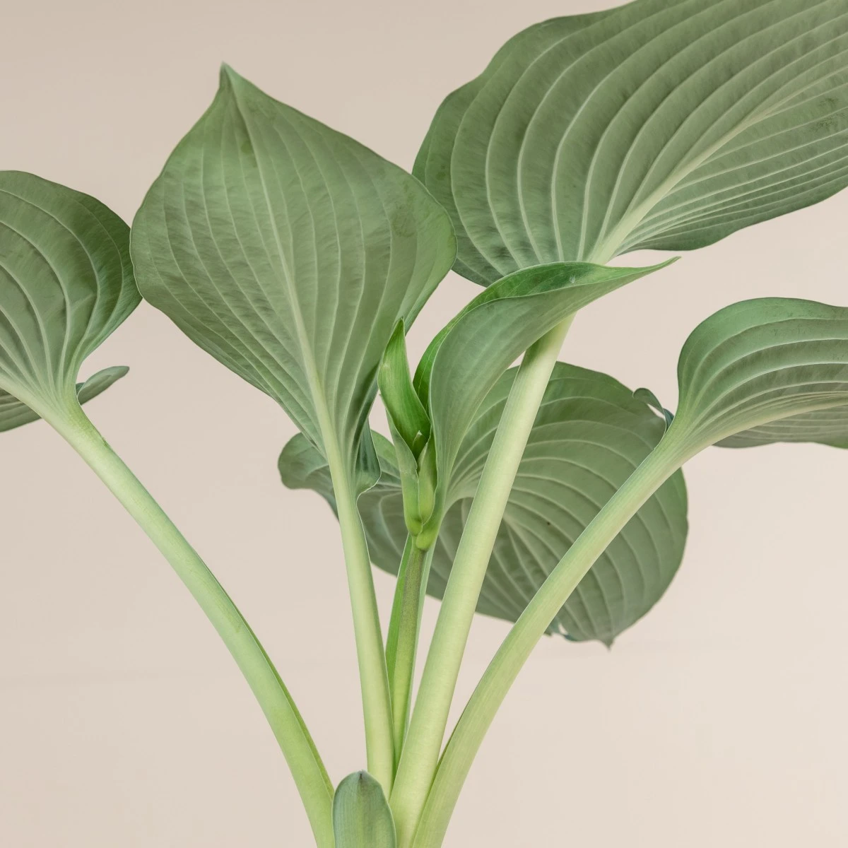 Hosta Sieboldiana ‘Elegans’ - Image 4