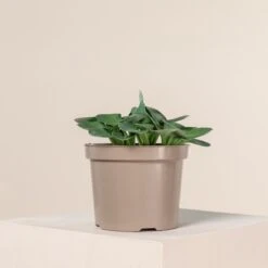 Hosta ‘Blue Mouse Ears’