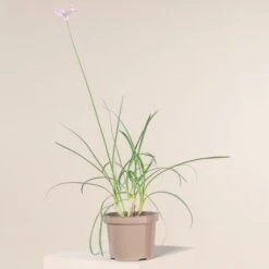 Tulbaghia Violacea