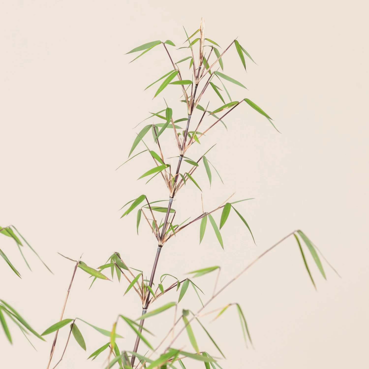 Fargesia Angustissima - Image 8