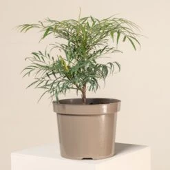 Mahonia ‘Soft Caress’