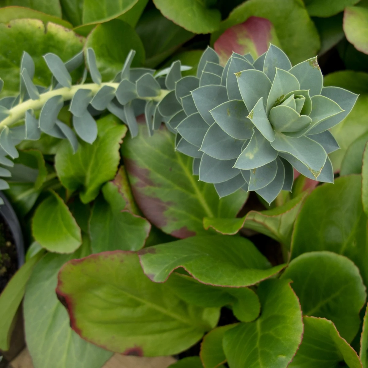 Euphorbia Myrsinites - Image 9