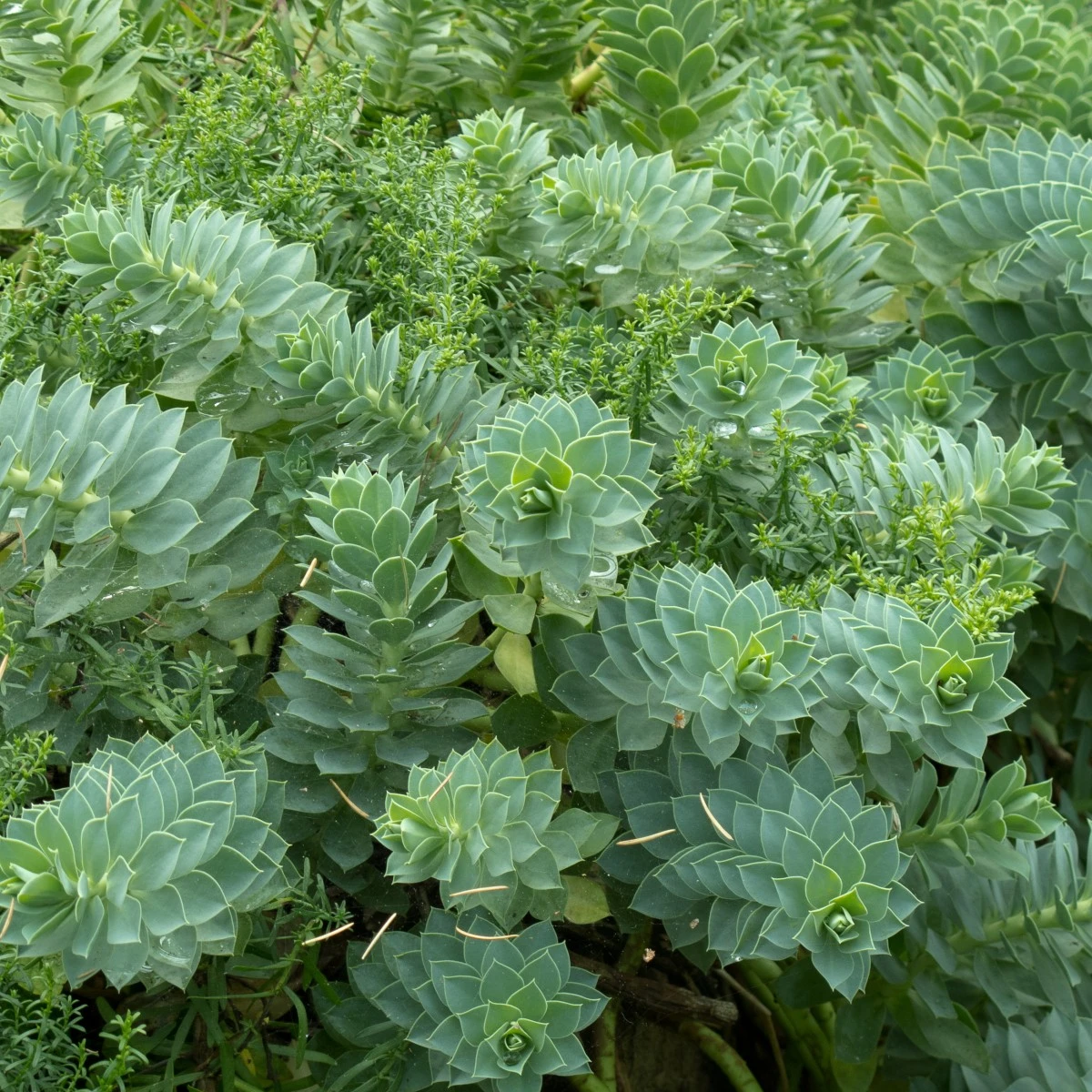 Euphorbia Myrsinites - Image 10