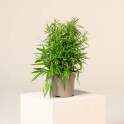 Aster Dumosus ‘Lady In Blue’