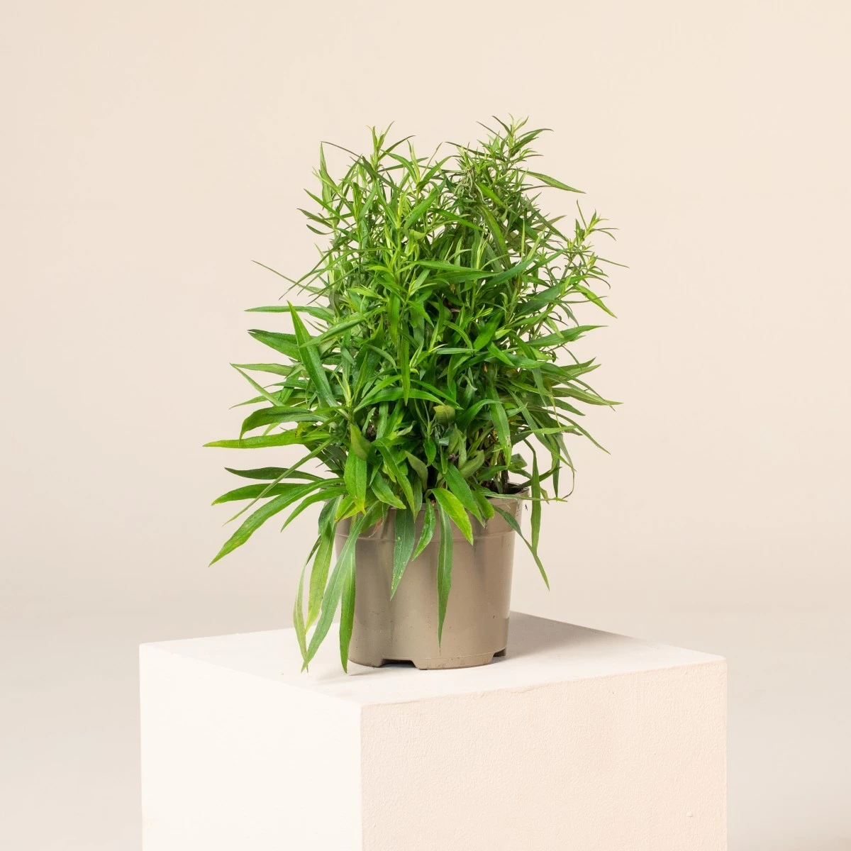 Aster Dumosus ‘Lady In Blue’