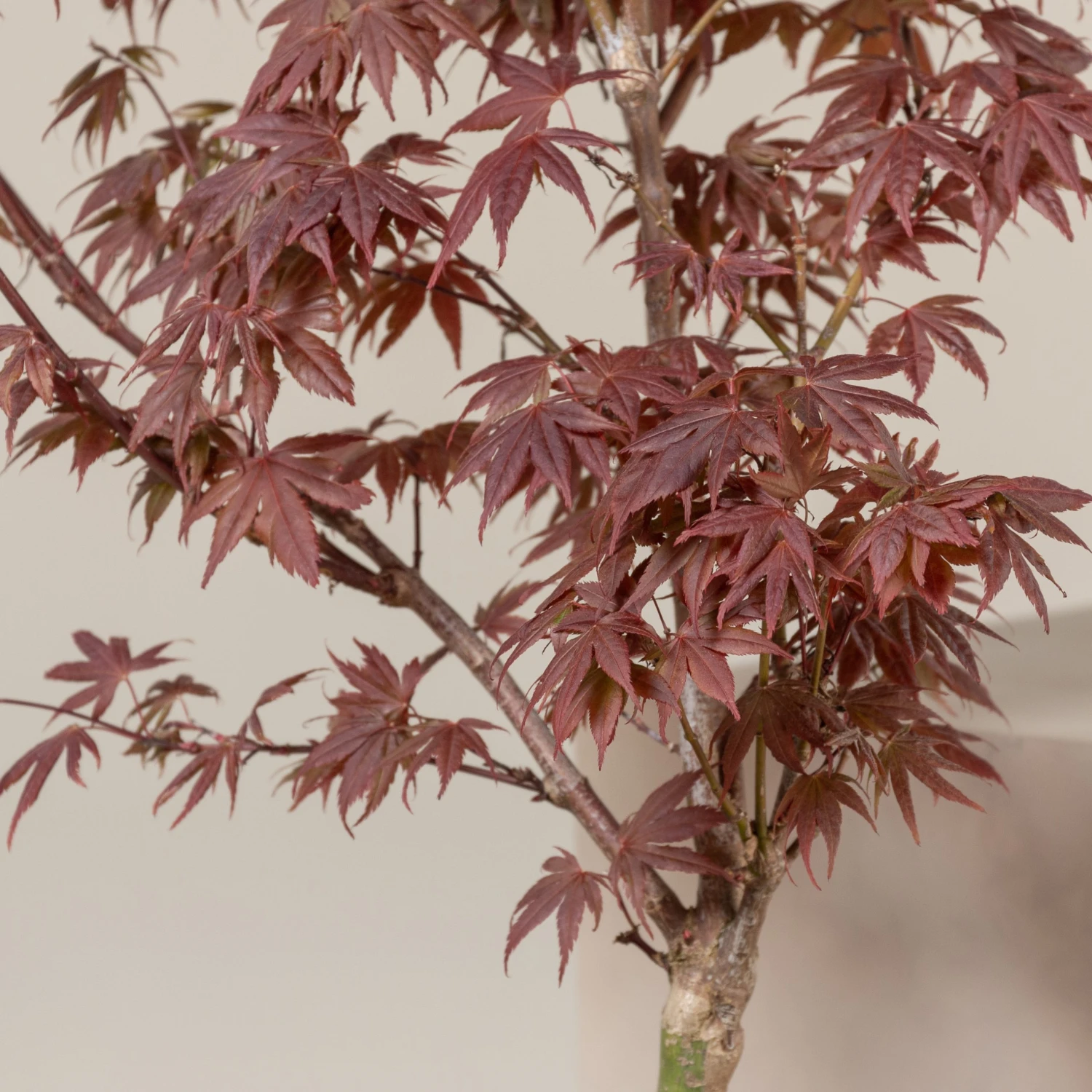 Acer Palmatum ‘Red Flash’ - Image 2
