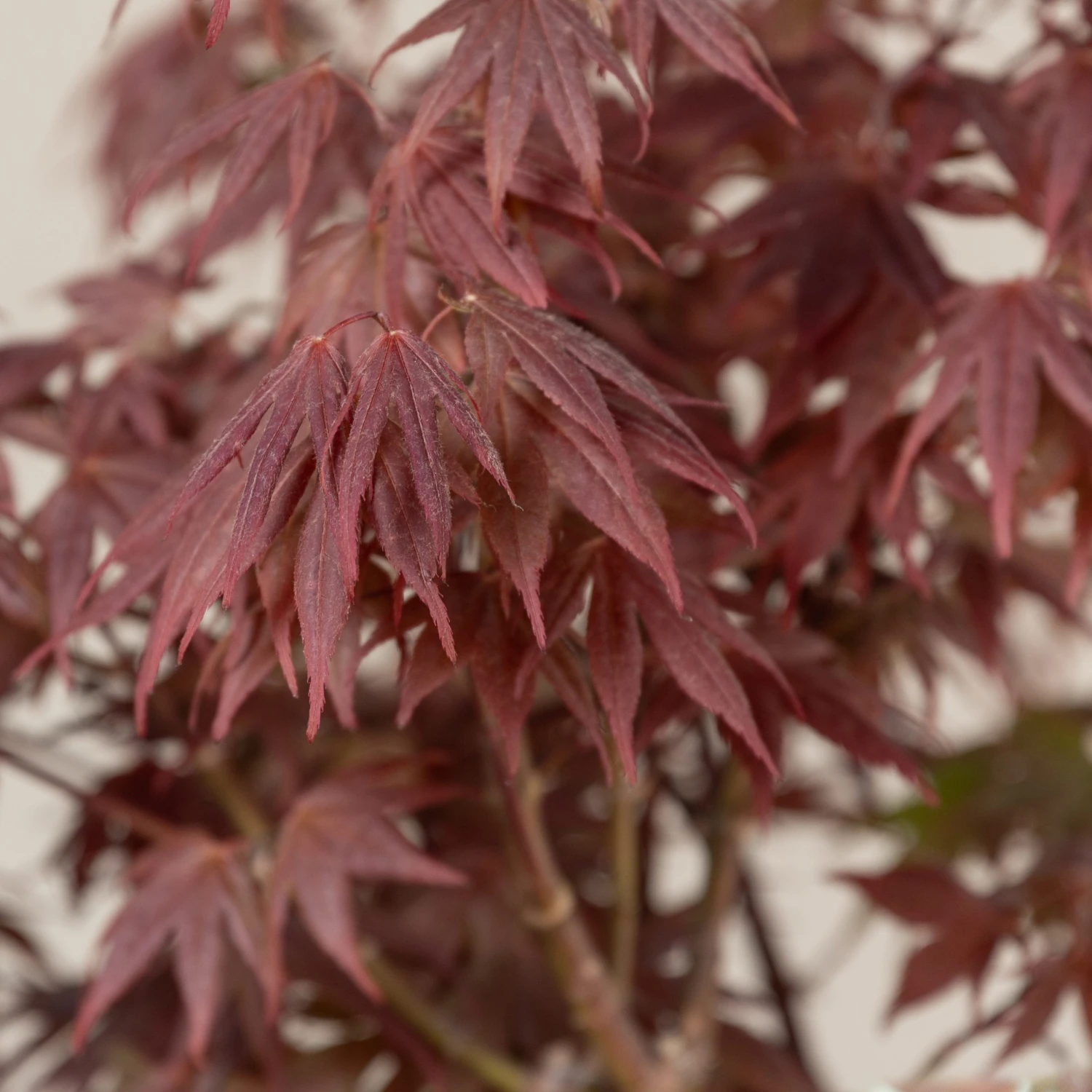 Acer Palmatum ‘Red Flash’ - Image 3