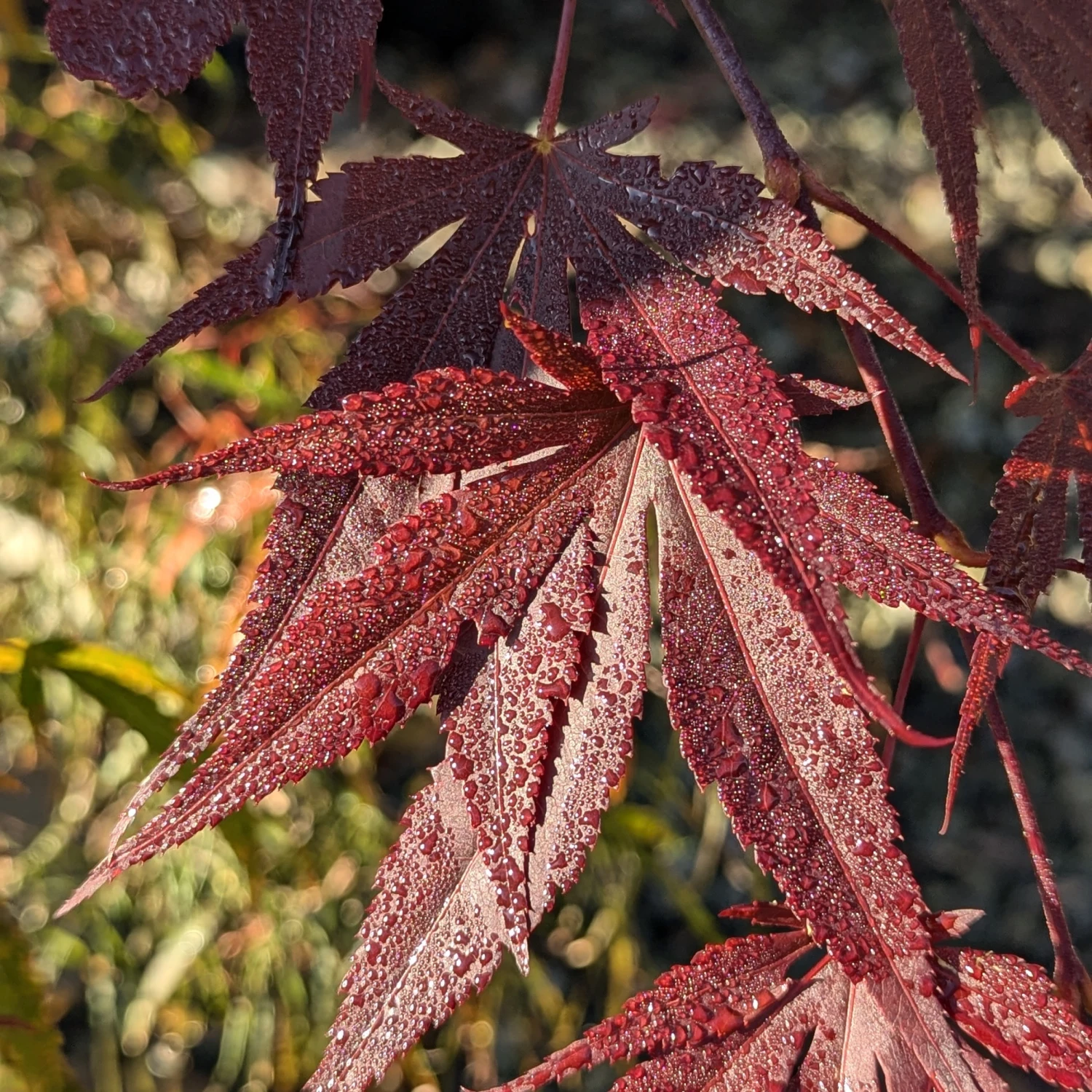 Acer Palmatum ‘Red Flash’ - Image 8