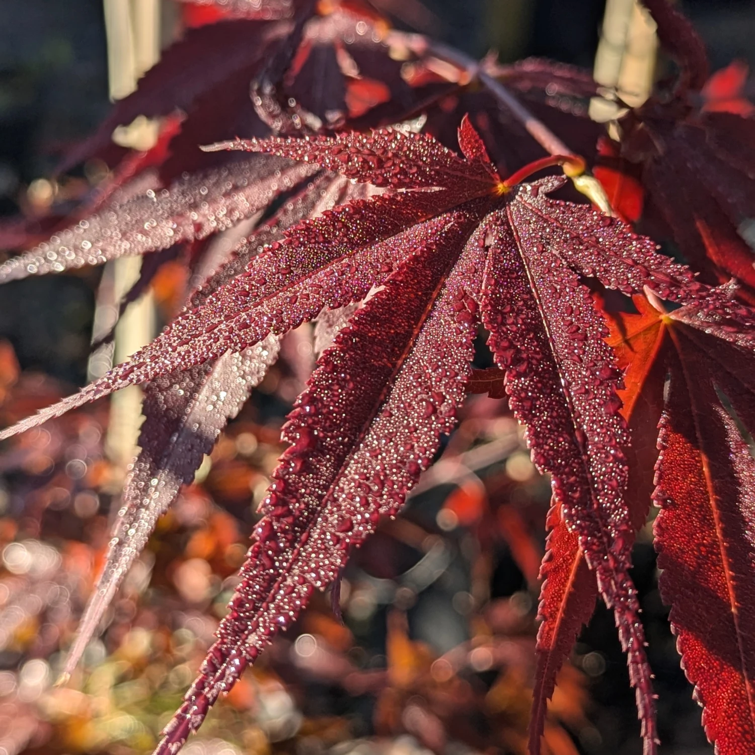 Acer Palmatum ‘Red Flash’ - Image 10