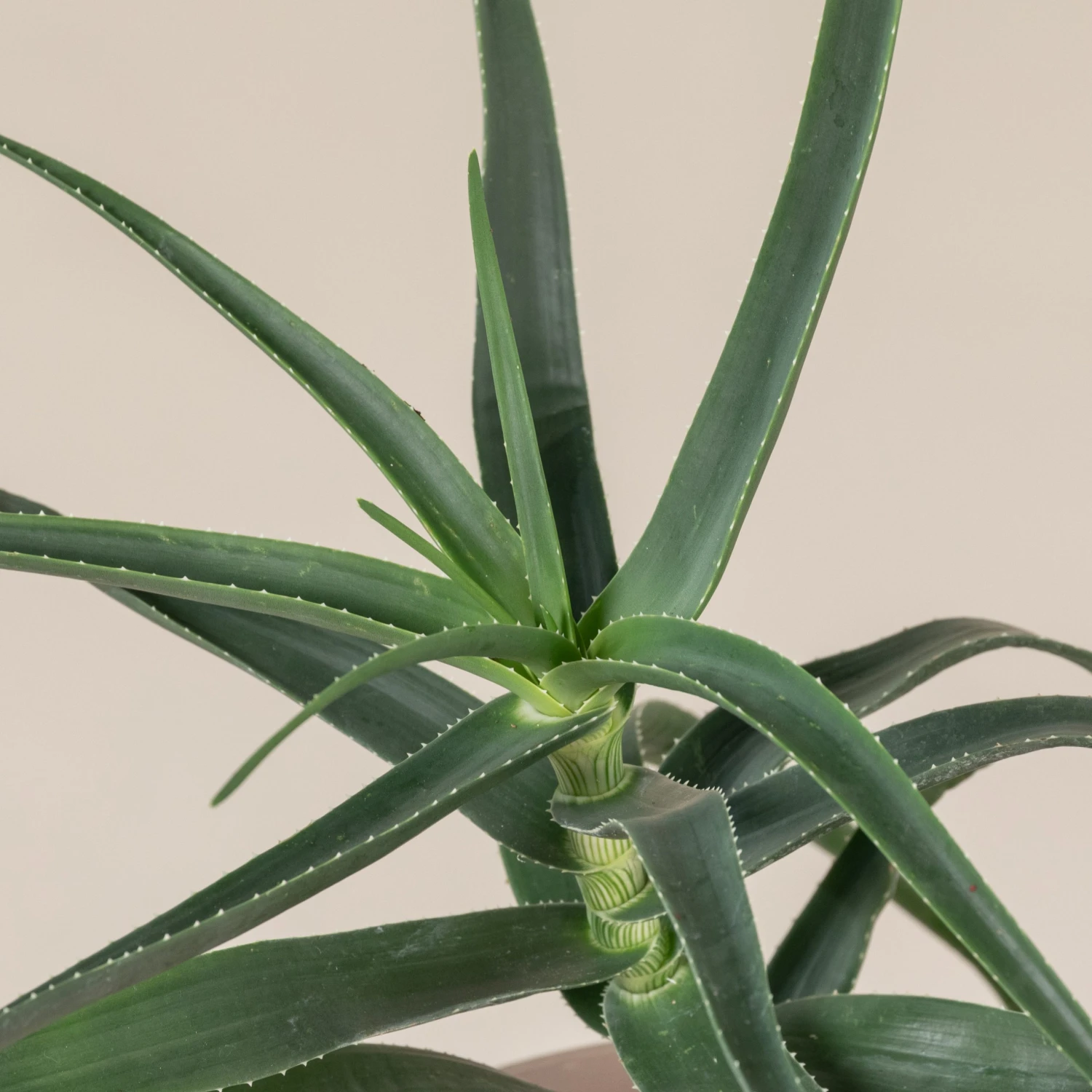 Aloe Striatula - Image 4