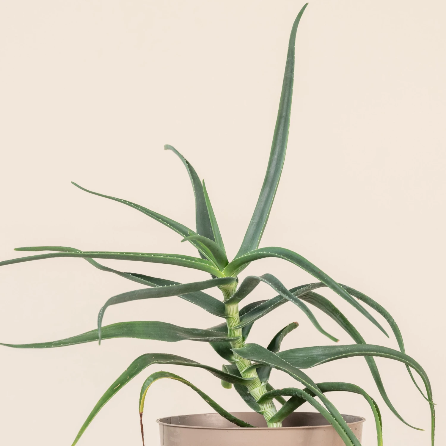 Aloe Striatula - Image 2