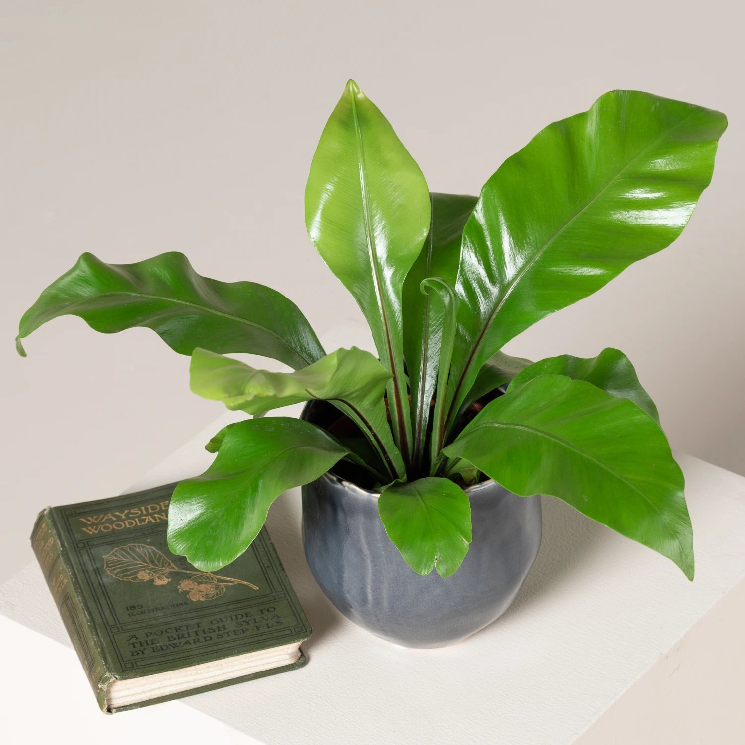 Asplenium Nidus - Image 3