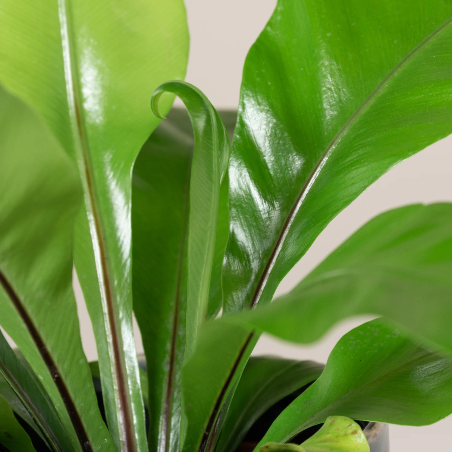 Asplenium Nidus - Image 2