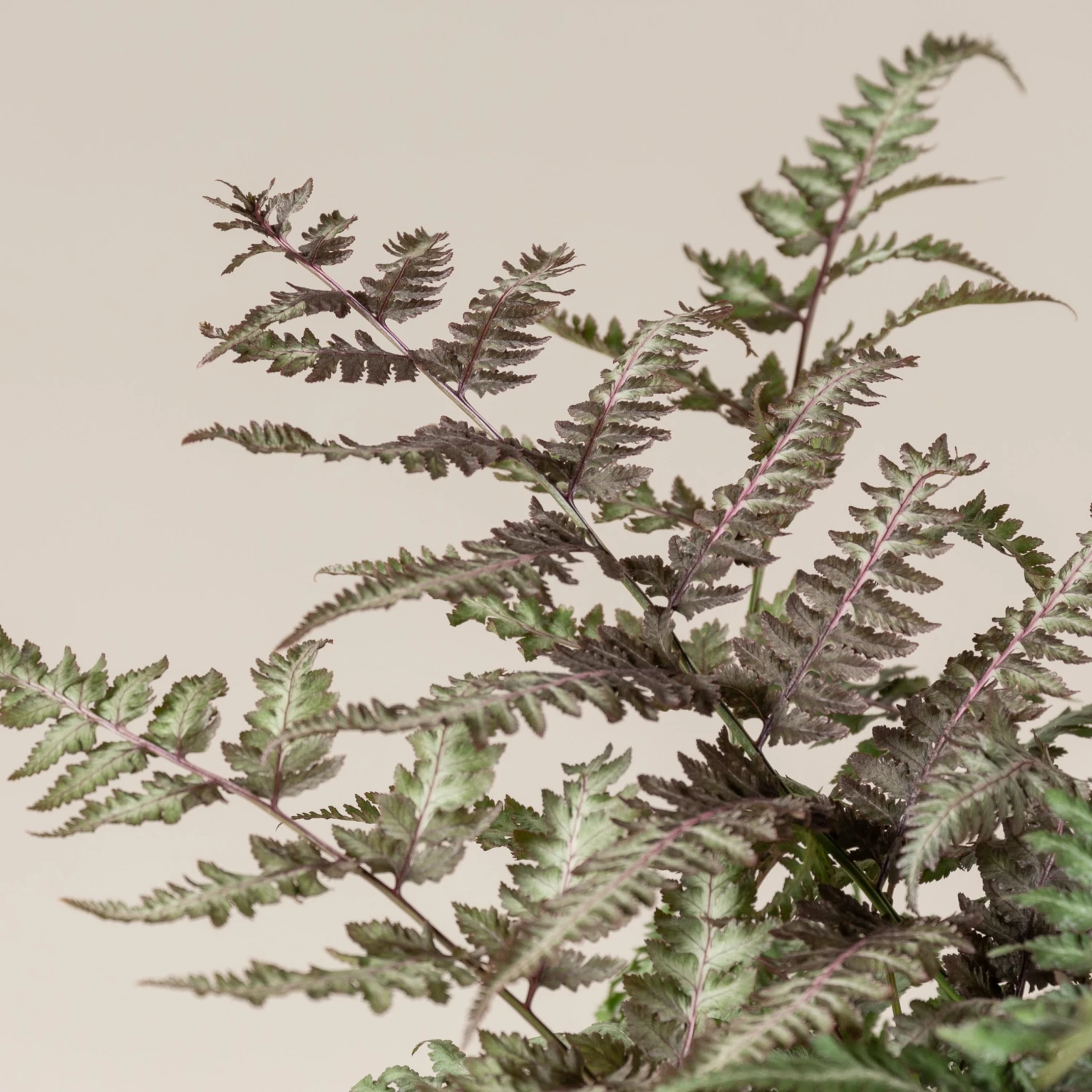 Athyrium Niponicum ‘Metallicum’ - Image 3