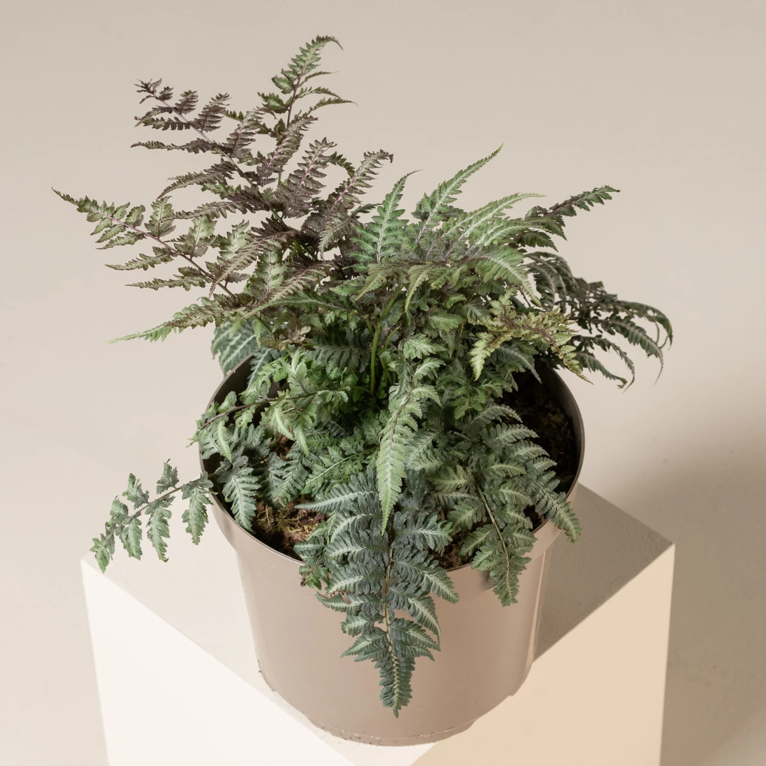 Athyrium Niponicum ‘Metallicum’ - Image 2