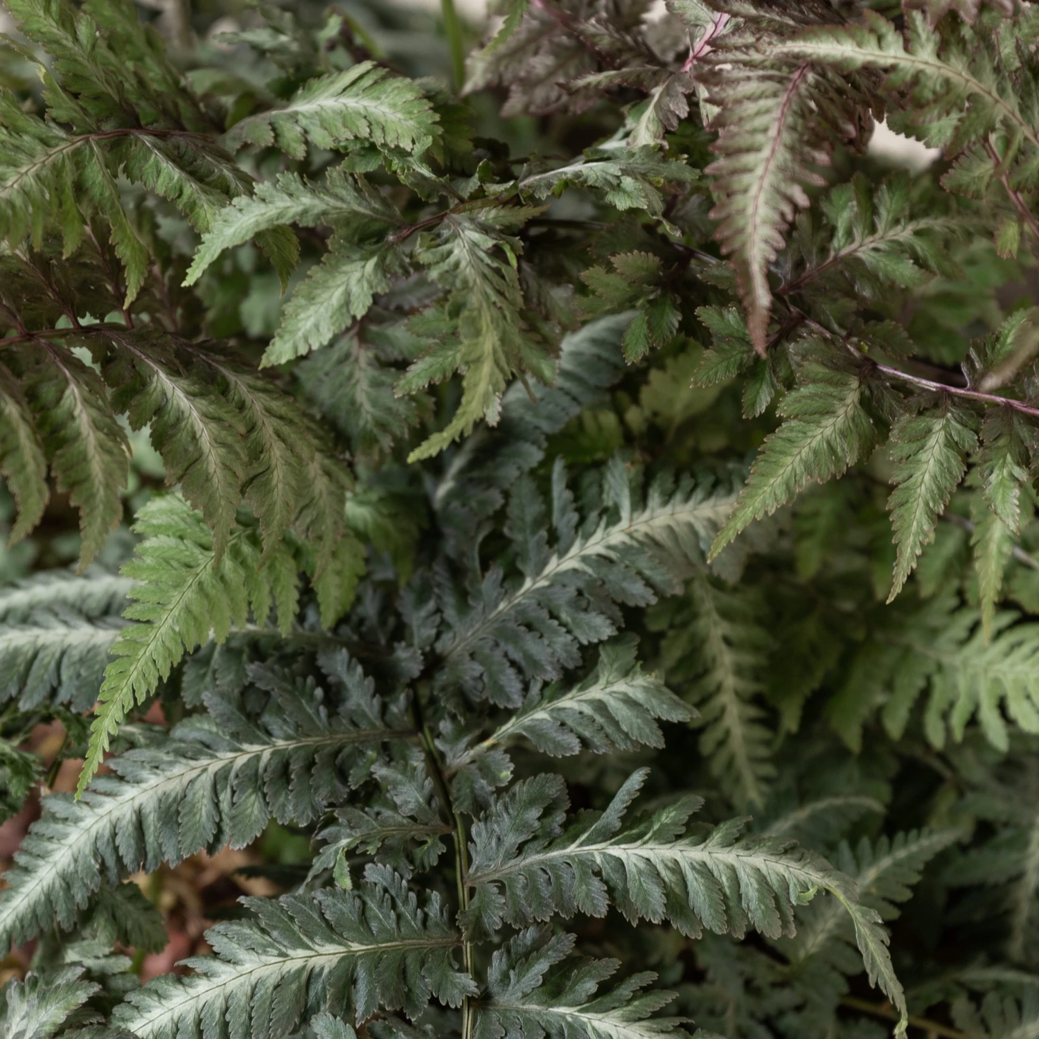 Athyrium Niponicum ‘Metallicum’ - Image 4
