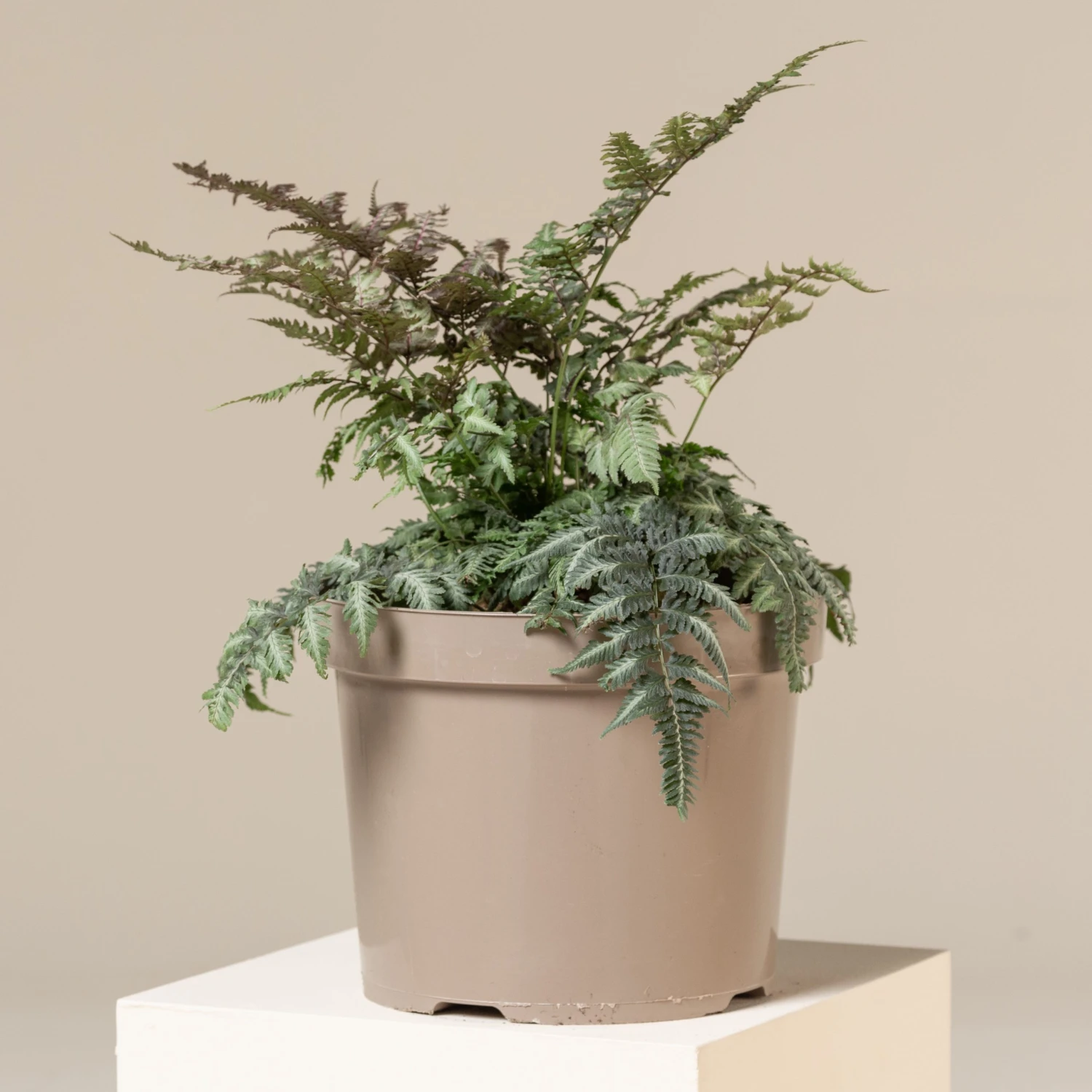 Athyrium Niponicum ‘Metallicum’